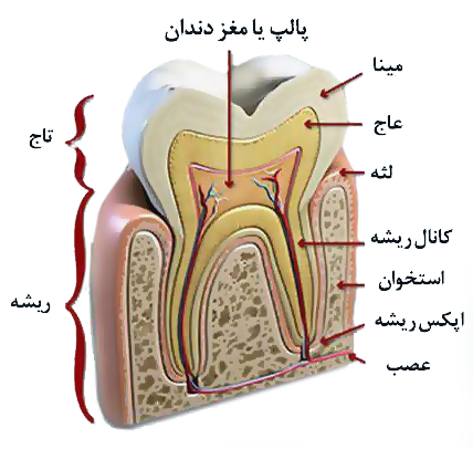 ساختار دندان پالپ یا مغز دندان